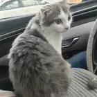 قطة للتبني اربع شهور ونص