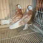 للبيع حمام نجفي