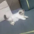 قطه أنثى لعوب من نوع هملايا عمرها شهر و نصف للبيع بجده