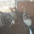 ديكه باكستاني كبار عادها شباب صغار بالعمر