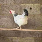 دجاج فرنسي كولمبي بيور