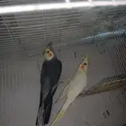 بغبغاء كروان