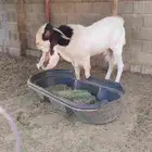 تيس هولندي