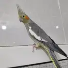 كروان أليف وهدد للبيع