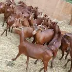 غنم دهم مراح واحد ما الفحل العدد اربعين