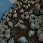 دجاج لاحم مسلوخ بجلد وبدون جلد مع خدمه توصيل
