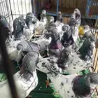 اجواز حمام باكستاني تيدي