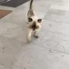قطه للتبني