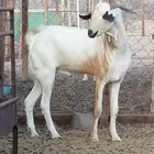 فحل بيشي اكحل