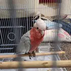 ببغاء جالا الروز. يلعب ويرقص ويتكلم واليف ويصدر صوت مثل صوت