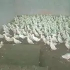 بط بكيني لحم