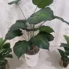 ورود متنوعة. الأحساء