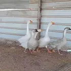 وز عراقي وز بلغاري العدد خمسه ثلاثه اناثي وذكرين