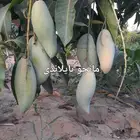 تقليم وتطعيم واشراف واستثمار ومتابعه المزارع