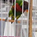 طير لوري العمر من سنه ونص الى سنتين