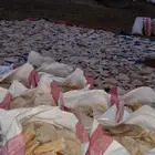 خبز ناشف