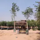 لبيع اشجار اسدر بلدي