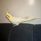 للبيع كروان لاتينو
