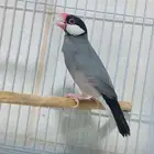 5 ازواج زيبرا منتجه من قبل
