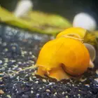 حلزون مائي التفاح