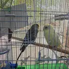 طيور زينه طيور حب