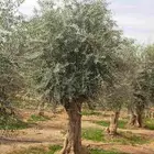 اشجار زيتون للبيع