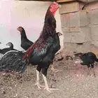 ديك شامو ياباني