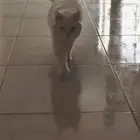 قطط تبني