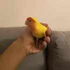 روز اصفر