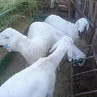ذبايح سواكن و حريات