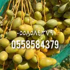 تمر خلاص فاخر للبيع تمر ماشاءالله كبير