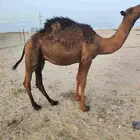 قعود مفرود
