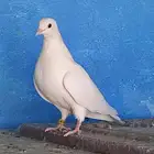 أنثى حمام صنعاني