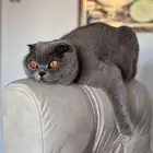 قط ذكر سكوتش بريتش LeBrad Cattery