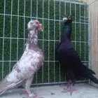 ذكرين عمالقه الاسرد لورنس والثاني بغدادي مذيل ابيض