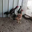 دجاج بلدي ودجاج باكستاني وديك رومي ودجاج عاري الرقبة