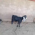 عنز عارضيه خصم وتيوس تربيه