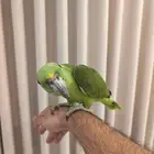 امزوني يلوناب للبيع