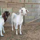 تيوس