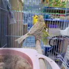 جوز كنارى معاه فرخ