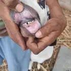 تيس فحل باقي مكسر ثني