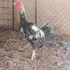 دجاج باكستاني سندي