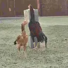 دجاج باكستاني سندي دم صافي