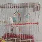 عصافير باجي للبيع