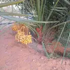 يوجد لدينا 10نخل