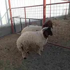 خروفين نعيم جذعان