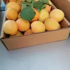 وصل اليوم مشمش طايفي مع توصيل مجاني َتوت كشميري طايفي سكر