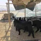 تيوس عوارض