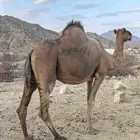 ناقه ملاقي طيبه وهديه ومشروطه من الحي وهد الشبوك