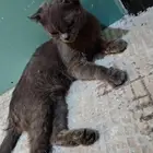 قط للتبني